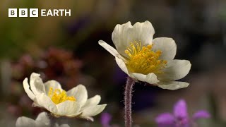 The Fascinating Plant That Lives For 300 Years  Seasonal Wonderlands  BBC Earth [upl. by Riamu]