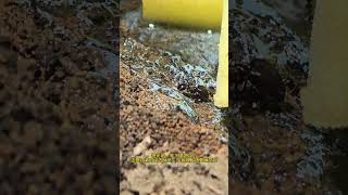 Ants go to drink water Ants go to drink water Animal World Fantastic animals are here Highlights [upl. by Nolly]