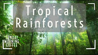 Tropical Rainforests  SUNDAY MORNING COFFEE  AQA GCSE 91 Geography 2021 [upl. by Daitzman206]