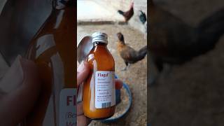 Metronidazole for Chickens and other Poultry Birds  Flagyl for Chickens  Very Well Medicine [upl. by Rimidalb586]