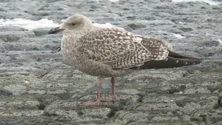 Herring Gull Larus argentatus Maasvlakte ZH the Netherlands 22 Nov 2024 92 [upl. by Bondon866]