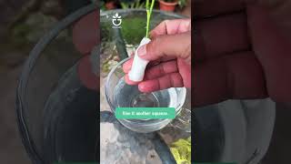 Tips for grafting rose branches🍀garden greenrose namrose [upl. by Grantham]