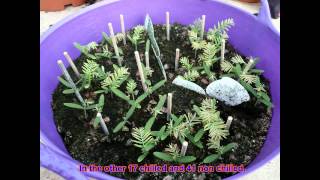 Wollemi Pine seeds germinated in Uk part 3 201314 [upl. by Arual]