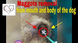 Maggots removal from mouth and body of the dog [upl. by Leonid]