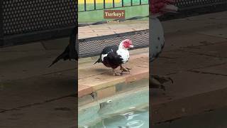 The Muscovy duck Cairina moschata 🦆birdwatching [upl. by Mallis59]