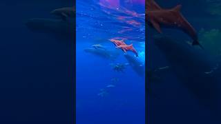 quotDolphins amp Humpback Whales Together 🐬🧡 Witness the Rare Momentquot shorts shortvideo [upl. by Correna]