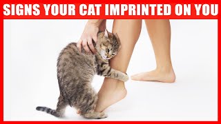 15 Signs Your Cat Considers You Its Mother [upl. by Eshman]