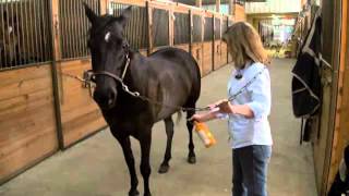 Absorbine Veterinary Liniment  Treat Lameness In Horses [upl. by Sarah]