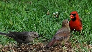 Young Northern Cardinal Waiting For Food  Male Cardinal Feeds a Juvenile Cardinal  shorts [upl. by Entirb]