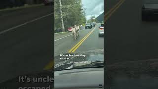 Zebras run wild along Washington state highway Shorts [upl. by Essenaj]