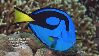 Palette Surgeonfish Paracanthurus hepatus PNG 2008 [upl. by Ettenwad]