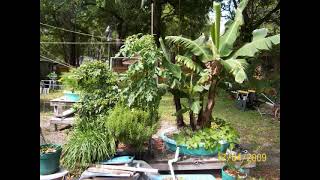 hydroponic bananas in the hydropond James Poore  hydropond [upl. by Neliak]