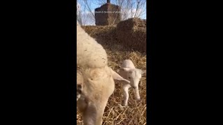 Adorable Twin Lambs Bounce Around Mama Sheep at English Farm [upl. by Christiane]