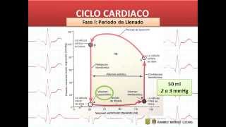 Potencial de Acción y Ciclo Cardiaco [upl. by Aham]