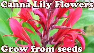 How To Grow Canna Lily Lilly Cannas Lilies Lillies Seed Seeds  Perennial Flower Perennials Flowers [upl. by Yniatirb]