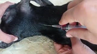 IV injection in goat drpradipbhandari shorts [upl. by Yorick746]