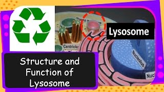 Science – What is Lysosome Its structure and functions – English [upl. by Lello]