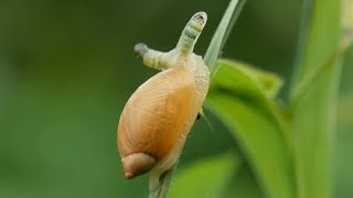 Zombie snail infected by a parasite Leucochloridium paradoxum [upl. by Perdita]