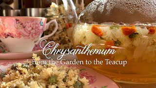 Chrysanthemum Tea From Garden to Tea Cup  Health Benefits  Growing amp Drying flowers for tea [upl. by Eillom212]