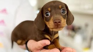 Funniest amp Cutest Dachshund Puppies 2 [upl. by Gnurt]