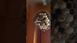 Bees vs Wasps the real Buzz WaspFacts WaspNest HoneyBees pollinators [upl. by Desma164]