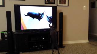 My hairless dog reacting to meow mix video YouTube [upl. by Thordia]