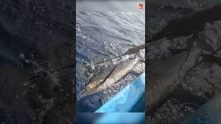 25 Kg Sail Fish Caught Using Live Yellowtail Scad Fish fishing fishingvideo fishingtime [upl. by Noxid862]