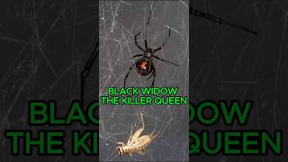 Black Widow  The Killer Queen shorts [upl. by Engen]