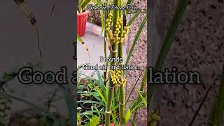 🌾🌿🌾Know All About Bamboo PalmIndoor Plant aadishkiduniya shorts viral viralshorts [upl. by Quillan794]