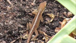 Anolis walking [upl. by Sky]