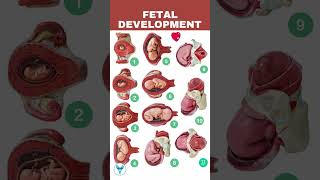 Fetal Development week by week  Embryo development  Baby growing in womb [upl. by Enitsirhc]