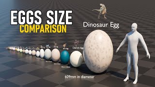 Eggs Size Comparison  2024 [upl. by Ailehc]