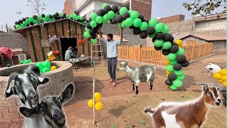 Goat Competition Ki Tiyariyan Shuro😍 [upl. by Ispep]