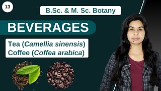 Economic Botany  BEVERAGES  Tea  Coffee  B Sc amp M Sc [upl. by Pampuch]