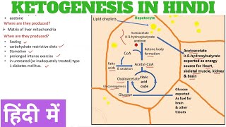 Ketogenesis  Ketone body synthesis in Hindi [upl. by Erodaeht]