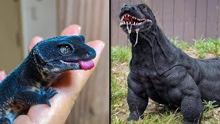 ANTES E DEPOIS DE ANIMAIS CRESCENDO TRANSFORMAÇÕES ANIMAIS INCRÍVEIS [upl. by Eiramnerual]