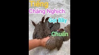 Tiếng Chàng Nghịch Gà Nước vằn đánh lưới đêm ngày 09102024 [upl. by Yhtomit962]