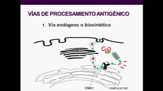 Introducción a la inmunología humana  Clase 6 PROCESAMIENTO ANTIGÉNICO CÉLULAS DENDRÍTICAS [upl. by Ellekram]