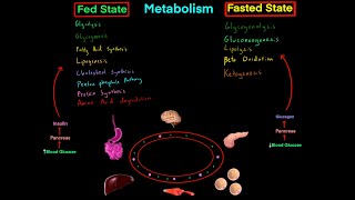 Fed State vs Fasted State Metabolism MCAT EVERYTHING YOU NEED TO KNOW BIOCHEMISTRY MCAT [upl. by Cortie]