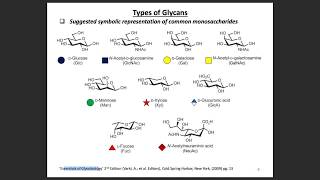 N amp O glycans and Sialic Acid Glycans [upl. by Ahsoik]