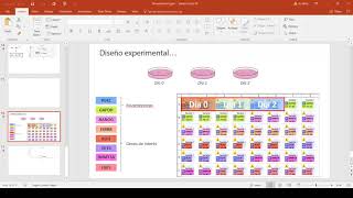 Análisis de datos de RTqPCR Video 14  Exportacion y calculos con LinReg PCR [upl. by Allak]