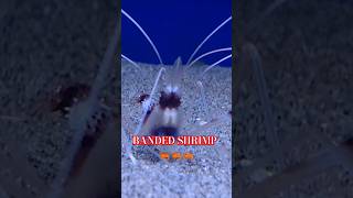 A BIZARRE amp BUSY BANDED SHRIMP EATING🦐🦐🦐 ☺️☺️☺️ Maidenhead Aquatics shrimp aquarium shorts [upl. by Sewoll]