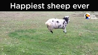 Happy Sheep Cant Stop Bouncing  The Dodo [upl. by Eelirol]