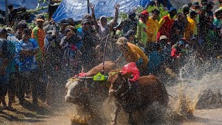 Mooving Fast Cow Racing at Probolinggo Indonesia [upl. by Eillak]