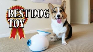 Corgi Learns to use iFETCH Ball Launcher  BEST DOG TOY [upl. by Harrak]