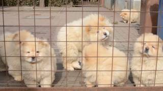 Chowchow pups 3 months [upl. by Lawford]