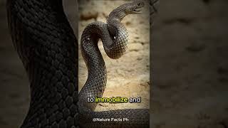 Fact 044 Inland TaipanNatures Silent Assassin The Worlds Venomous Snake [upl. by Oicnecserc]