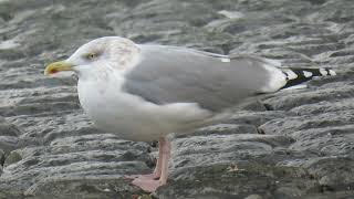 Herring Gull Larus argentatus Maasvlakte ZH the Netherlands 22 Nov 2024 93 [upl. by Labana]