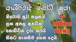 Ashirwada Bodhi Puja  ආශිර්වාද බෝධි පුජා [upl. by Dnaloy15]