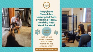 Puppyhood Chronicles  Ears Up and Paws Forward Adventures Await on the Second Story [upl. by Ylac]